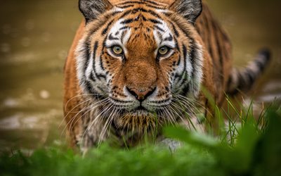 tiger, predatore, wildlife, gli occhi di tigre, verde, erba, animali pericolosi, tigri