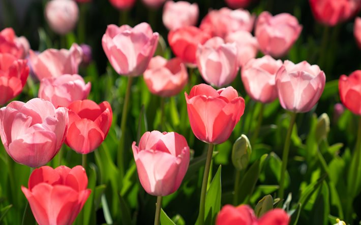 tulipas cor-de-rosa, flores silvestres, fundo com tulipas, flores da primavera, tulipas
