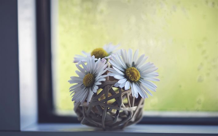 las margaritas, las flores en el alf&#233;izar de la ventana, flores blancas, hermosas flores, la decoraci&#243;n floral