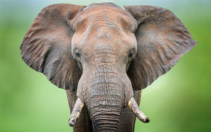 4k, elefante, close-up, &#193;frica, bokeh, savannah, elefantes, Elephantidae, HDR