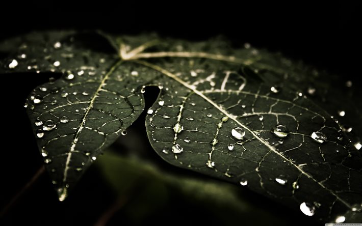 leaves with dew, macro, plants, dew drops, green leaves, bokeh, leaves