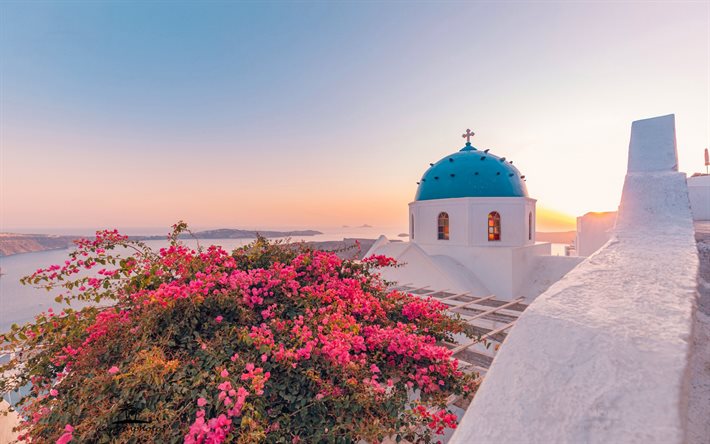 Santorini, Aegean Sea, Oia, Bougainvillea, church, flower bush, romantic places, sunset, evening, Mediterranean Sea, Greece