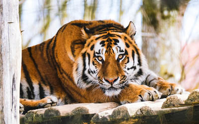 虎, 野生の猫, 野生動物, 穏やかな虎, 危険な動物, タイガース, アジア