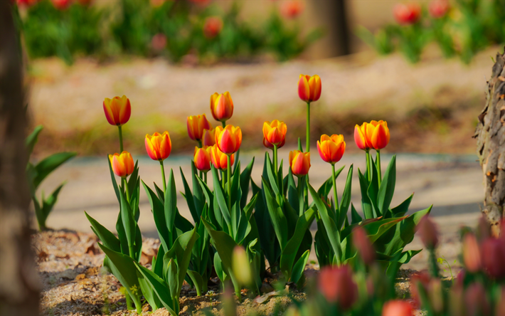 4k, tulipani rosso arancio, fiori primaverili, fiori di campo, tulipani rossi, aiuola, tulipani