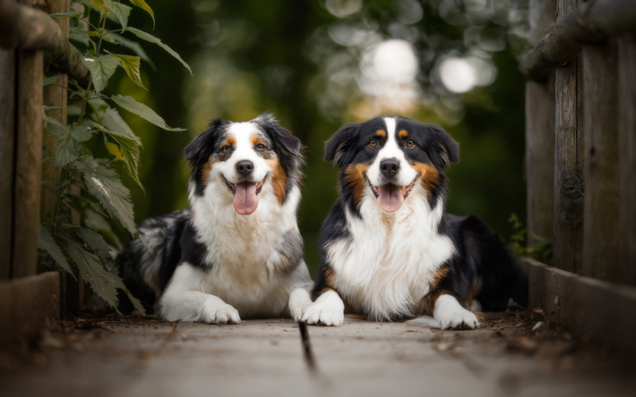 Aussie, dogs, cute animals, Australian Shepherd