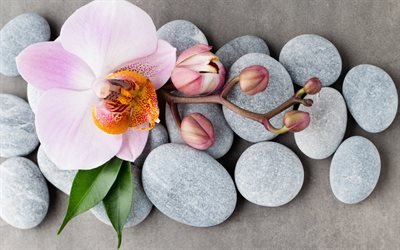 Pink orchids, spas, stones, orchids, tropical flowers, spa concepts