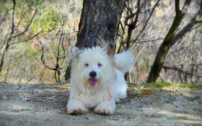West Highland White Terrier, cachorro, branco fofo c&#227;o, animais fofos