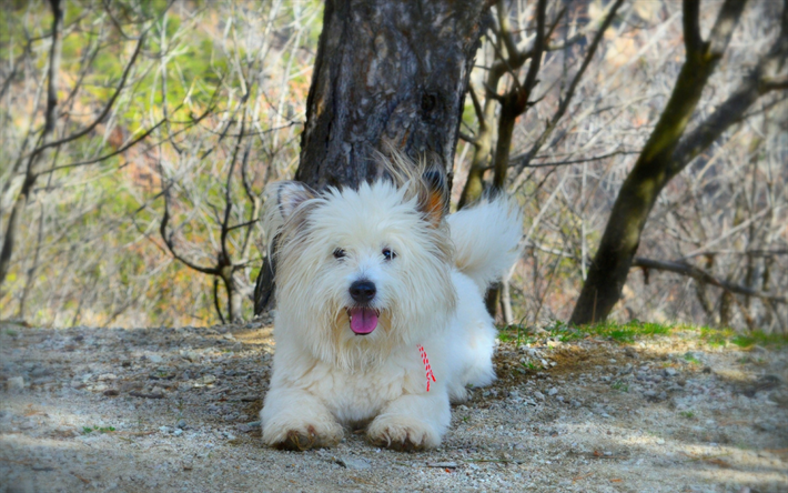 West Highland White Terrier, dog, white fluffy dog, cute animals