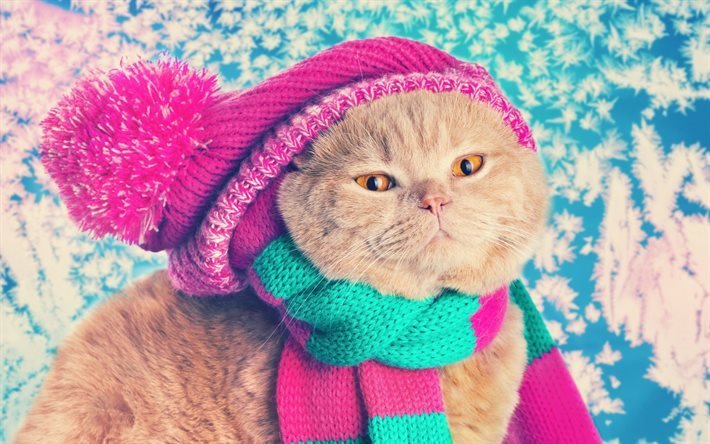 knitted hat, cat, scarf