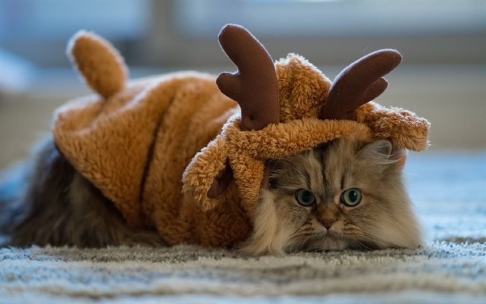chat, animal de compagnie, costume, cerf