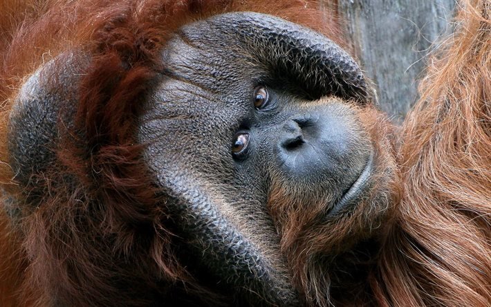 apa, f&#246;retr&#228;de, orangutang