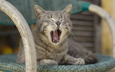 home predator, old chair, yawning cat