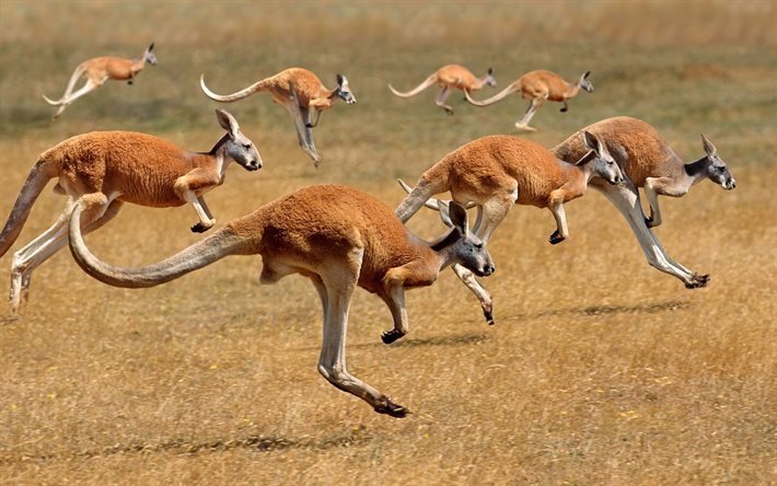 wildlife, australia, kangaroo