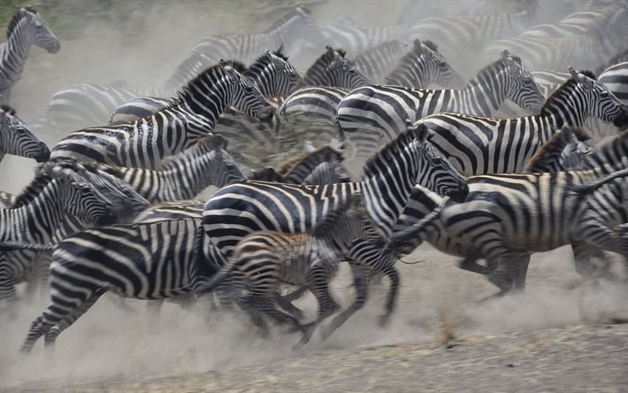 tanzania, zebra, savannah, herd