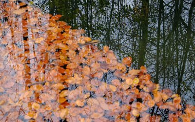 acqua, foglie, autunno, riflessione