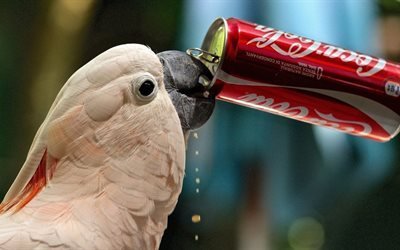 parrot, t&#246;rst, coca-cola