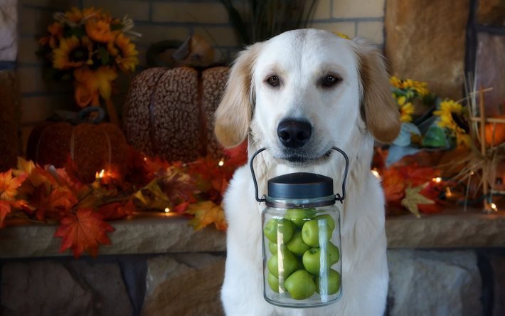 pet, autumn harvest, dog, apples