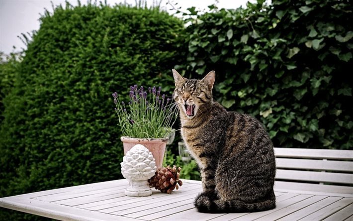 chat, animaux de compagnie &#224; domicile, baille