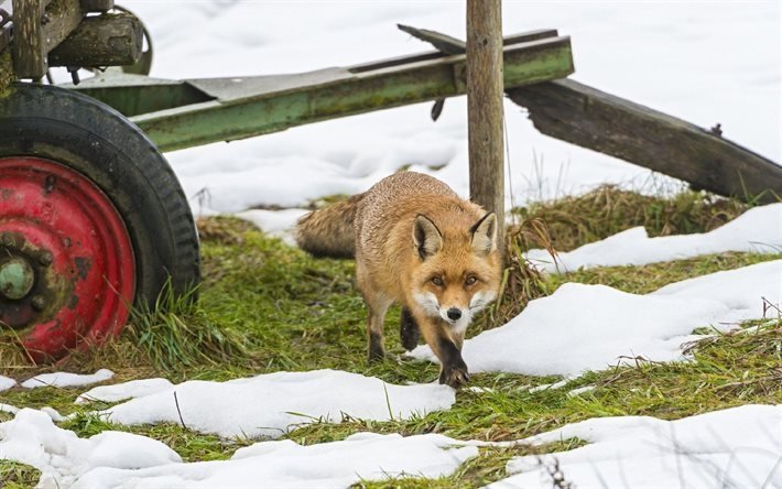 remorque, la neige, l&#39;hiver, sly fox, se faufile