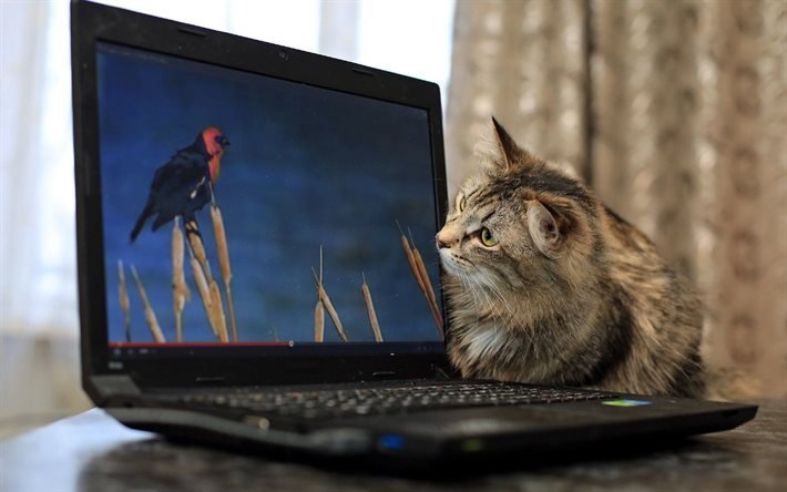 pet cat, computer portatile, guardando