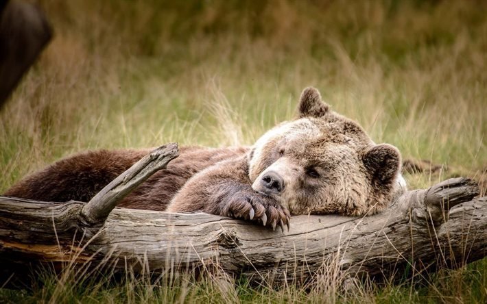 urso marrom, natureza, dormir
