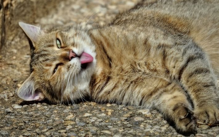 pets, cat, relaxes