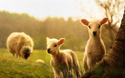 pasture, ram, lambs