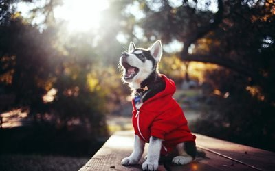 dog, pets, trendy outfit