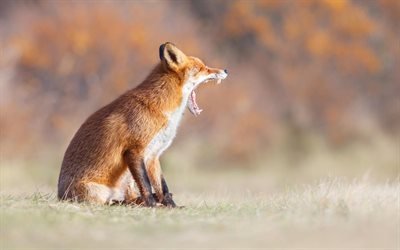 fox, forest, nature, yawns