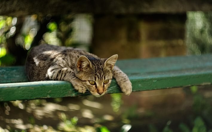 gato, tienda, en reposo