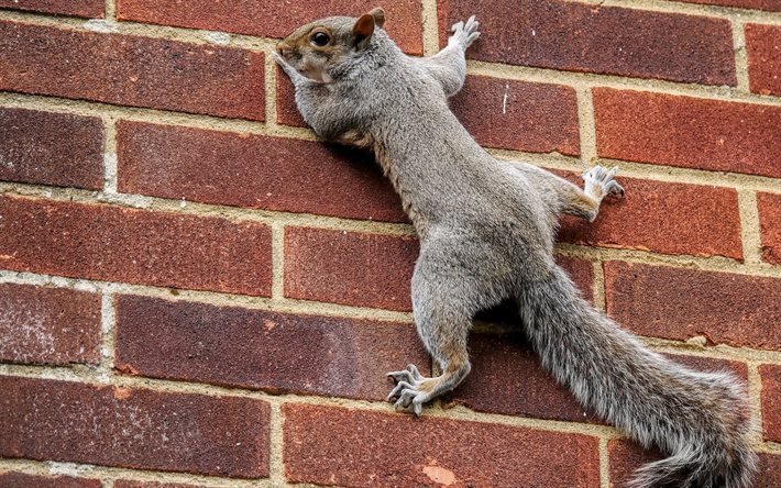 brick wall, protein, climber