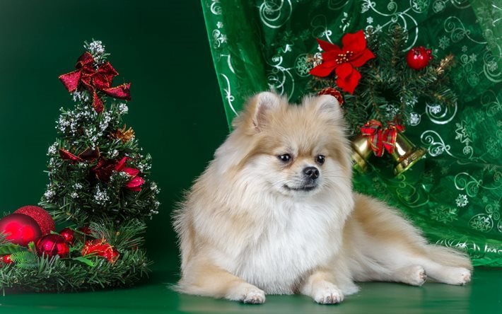 toys, tree, spitz, new year