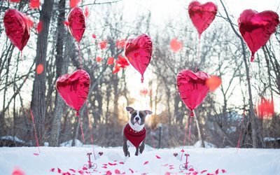 birthday, pet, track, balloons, american pit bull terrier