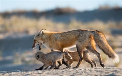 la naturaleza, la fauna, ma&#241;ana de invierno, la familia fox