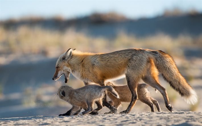 doğa, fauna, kış sabahı, aile fox