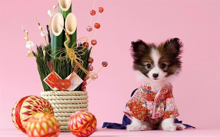 kimono, hund, ikebana, bambu, sakura