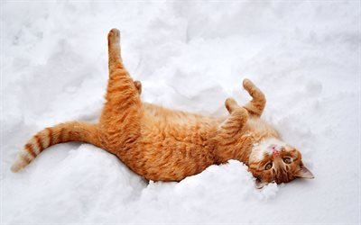 mascotas, invierno, la nieve, gato rojo