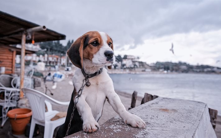 paseo, mar, mascota, senkbile