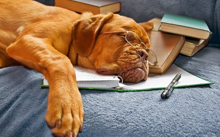 glasses, notebook, books, sleeping dog, handle