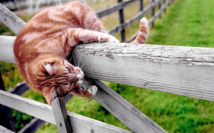 cat, fence, village, pets, entertainment