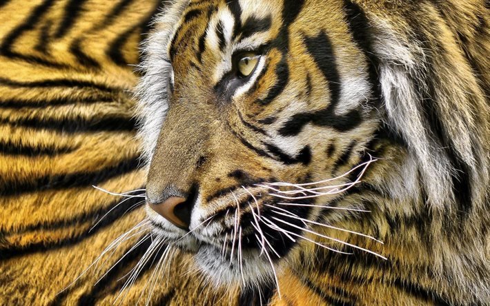 animais selvagens, tigre, predador