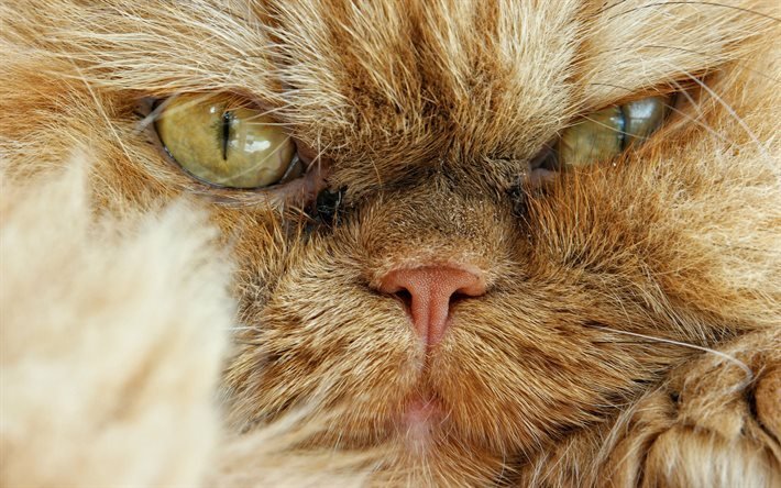 animais de estima&#231;&#227;o, rosto, gato persa, close-up