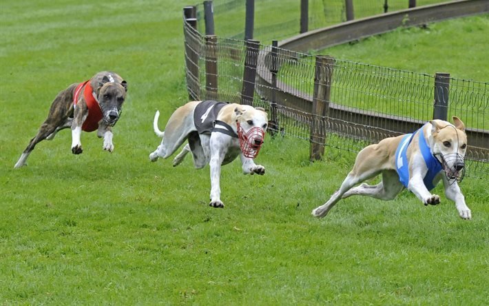 hanover, greyhound racing, saksa