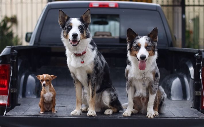 pickup, border collie, tre hundar, chihuahua