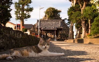 japon, rue, chat de repos