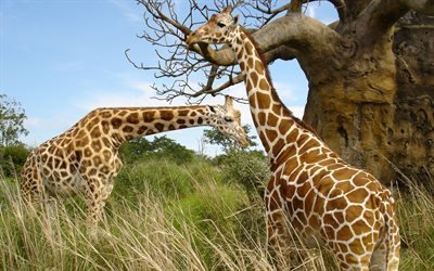 vilda djur, savannah, baobab, tv&#229; giraff