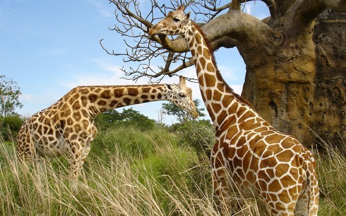 a vida selvagem, savannah, baobab, dois girafa