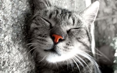 face, cat, close-up, sleeping
