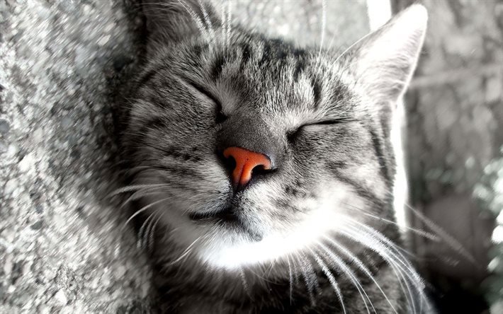rosto, gato, close-up, dormir