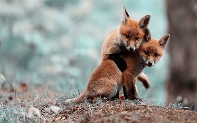 a vida selvagem, a fauna, duas fox